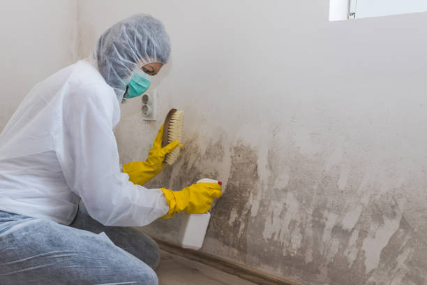 Best Mold Removal Near Me  in Nahunta, GA