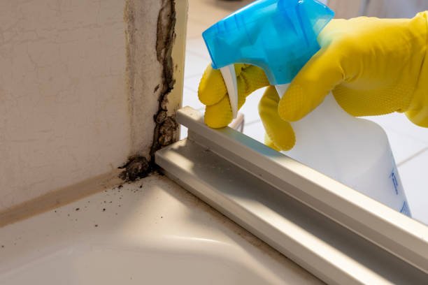 Best Commercial Mold Removal  in Nahunta, GA
