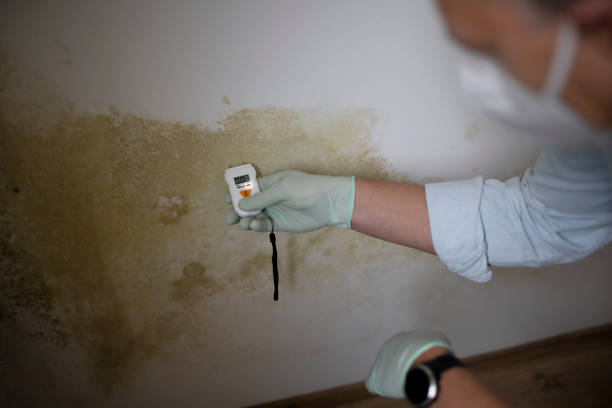 Certified Mold Removal in Nahunta, GA