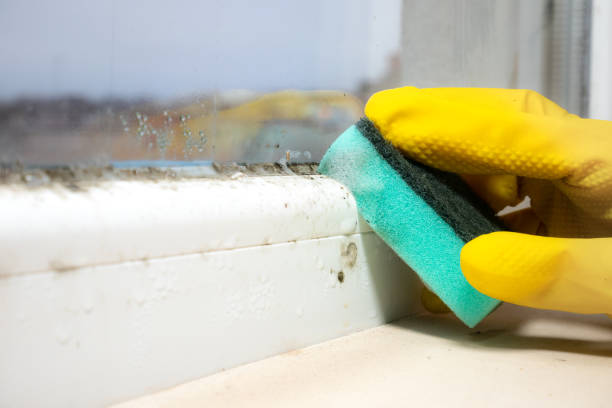 Best Mold Removal Company Near Me  in Nahunta, GA