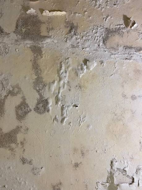 Office Mold Removal Services in Nahunta, GA