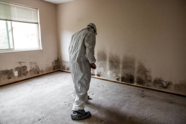 Nahunta, GA Mold Removal Company