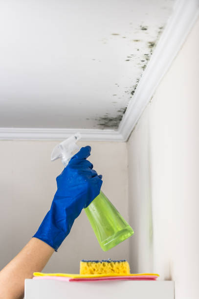 Best Mold Remediation Services  in Nahunta, GA